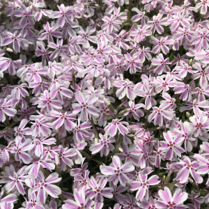 Phlox subulata ‘Candy Stripe’ (Moss Phlox)