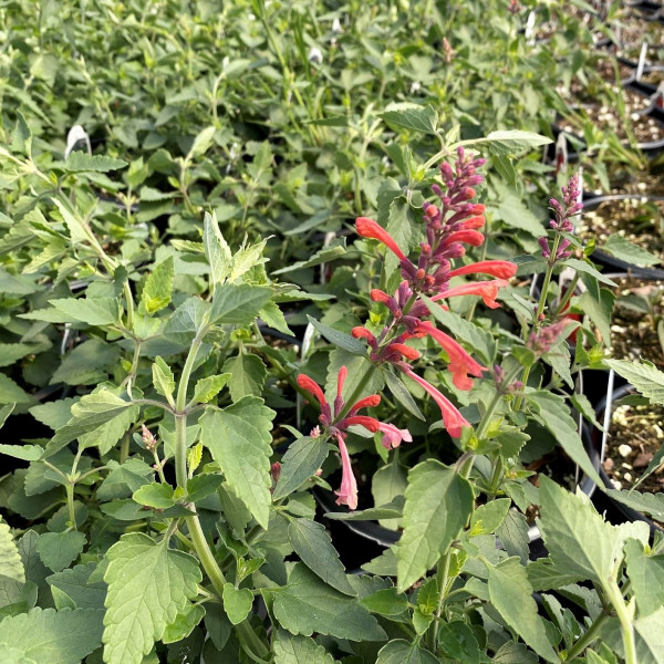 Agastache ‘Kudos Coral’ or Hyssop has coral flowers.