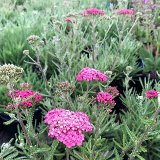 Achillea ‘Apricot Delight’ or Yarrow has pink flowers.