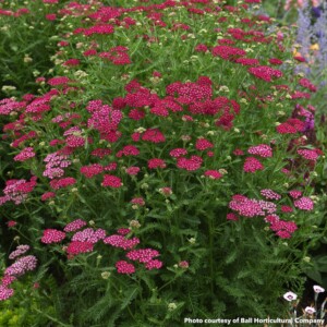 Achillea millefolium New Vintage Violet  (Yarrow) PP#25,750