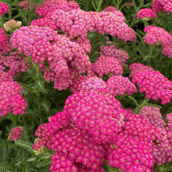 Achillea New Vintage Red has red flowers