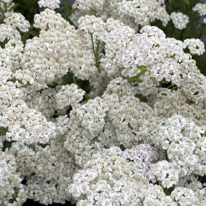 Achillea millefolium New Vintage White (Yarrow) PP#25,711