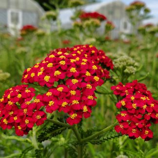 Achillea 'Paprika' or Yarrow has red flowers.