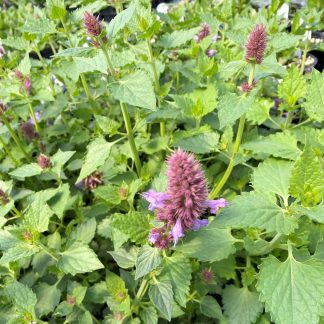 Agastache Kudos Silver Blue has blue flowers