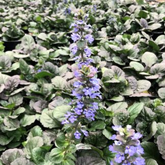 Ajuga 'Catlin's Giant' or Bugleweed has purple flowers.