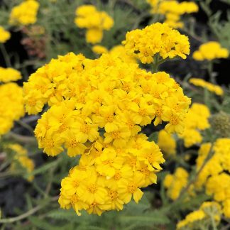 Achillea 'Little Moonshine' or Yarrow has yellow flowers.
