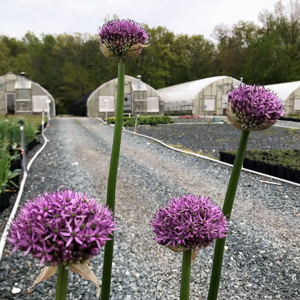 Allium 'Gladiator' or Ornamental Onion has lavender-blue flowers.