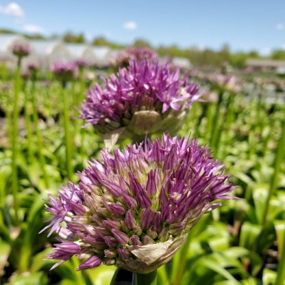 Allium Globemaster has purple flowers