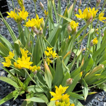 Allium ‘Jeannine’ has yellow flowers.