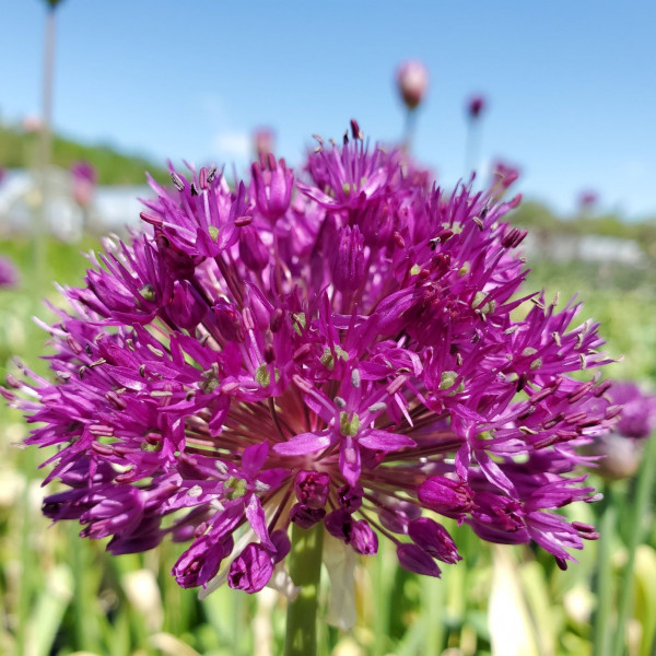 Allium atropurpureum (Ornamental Onion)