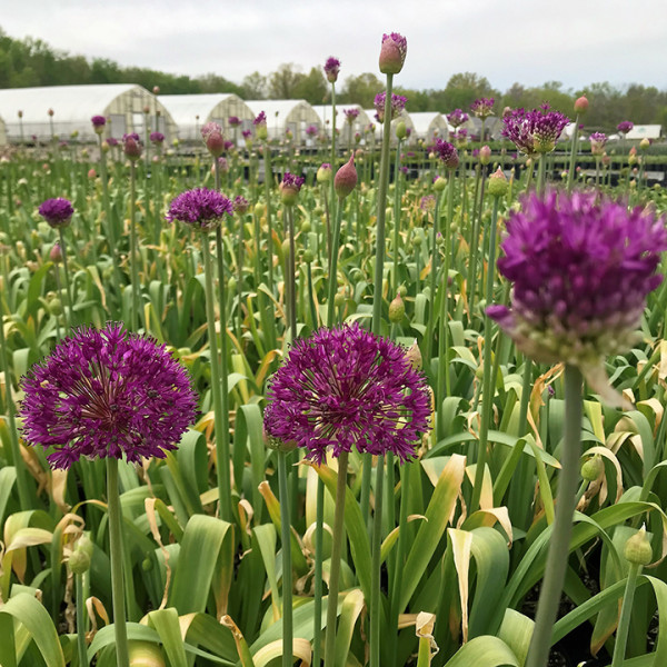 Allium atropurpureum or Ornamental Onion has dark purple flowers.