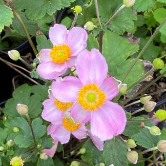Anemone Cinderella has pink flowers
