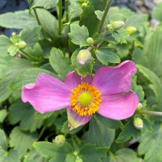 Anemone Pretty Lady Susan has pink flowers