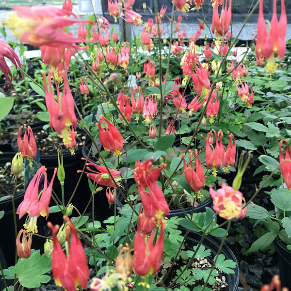 Aquilegia 'Little Lanterns' or Dwarf Columbine has a red and yellow flower.