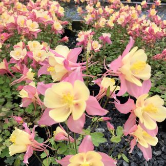 Aquilegia 'Swan Pink and Yellow' or Columbine has pink and yellow flowers.