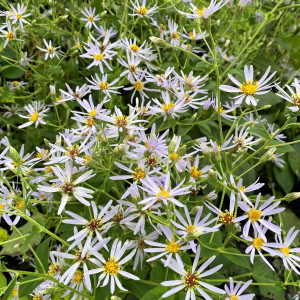 Aster macrophyllus ‘Twilight’ (Bigleaf Aster)