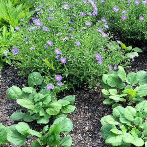 Aster x ‘Wood’s Blue’ (Aster)