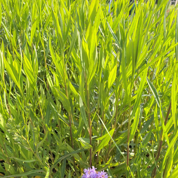 Aster novi-belgii has pink, blue or white flowers