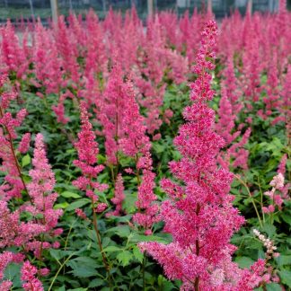Astilbe Fanal has red flowers