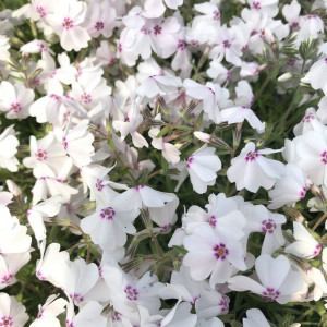 Phlox subulata ‘Amazing Grace’ (Moss Phlox)