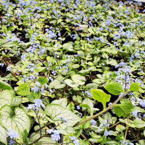 Brunnera Jack Frost has blue flowers and variegated foliage