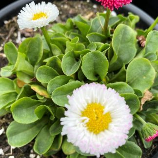 Bellis Galaxy Mix has white, red, and pink flowers