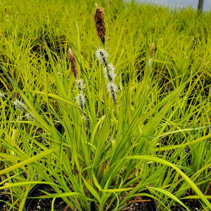 Carex Bowles Golden has yellow leaves
