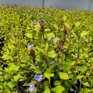 Cerastostigma plumbaginoides has blue flowers