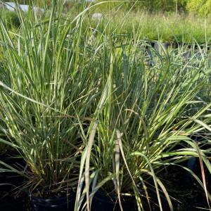 Calamagrostis Avalanche has green and white leaves