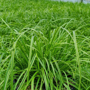 Carex Gold Fountains has yellow and green leaves