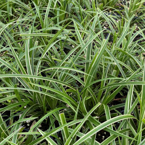 Carex Ice Dance has green and white foliage