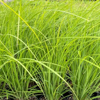 Carex stricta has green leaves