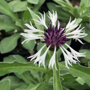 Centurea Amethyst in Snow has white and purple flowers