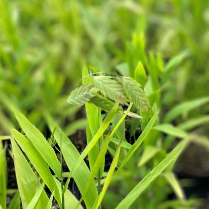 Chasmanthium latifolium has green foliage