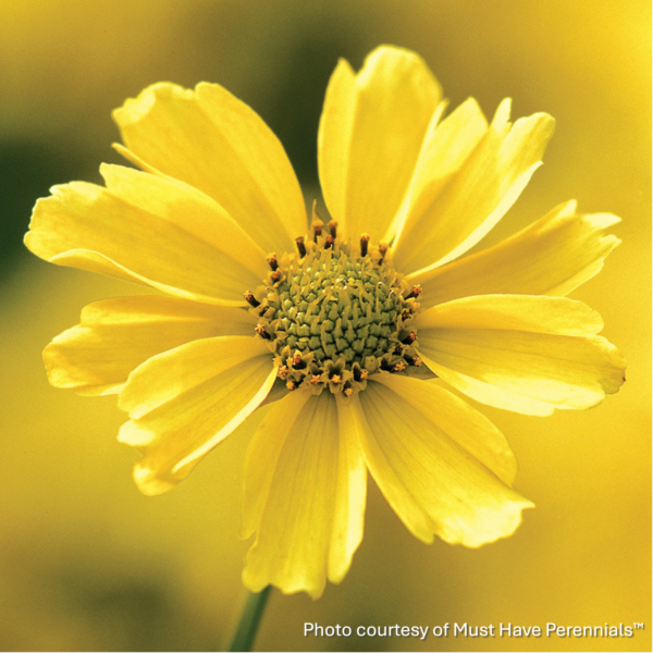 Coreopsis verticillata Crème Brulee ‘Cremebru’ (Tickseed) - Image 2