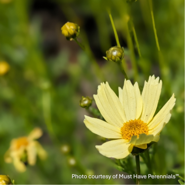 Coreopsis verticillata Crème Brulee ‘Cremebru’ (Tickseed) - Image 3