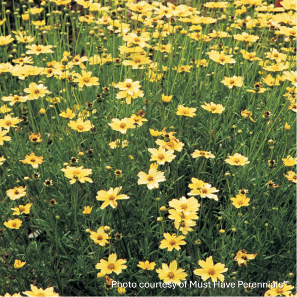 Coreopsis verticillata Crème Brulee ‘Cremebru’ (Tickseed)