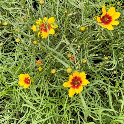 Coreopsis ‘Curry Up’ has yellow flowers with a red center.