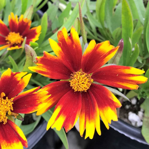 Coreopsis Daybreak has red and yellow flowers
