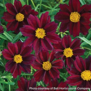 Coreopsis x ‘Mercury Rising’ (Tickseed)