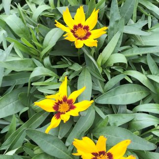 Coreopsis Sun Kiss has yellow and red flowers