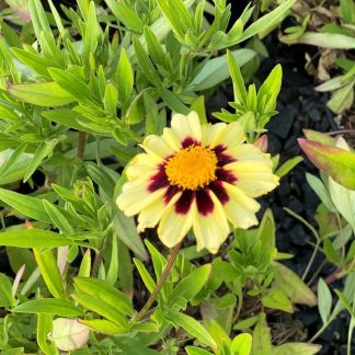 Coreopsis Uptick Cream & Red has a creamy and red flower