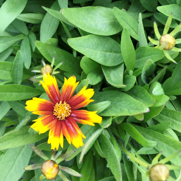 Coreopsis Uptick Gold & Bronze has gold and bronze flowers