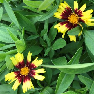 Coreopsis Uptick Yellow & Red has yellow and red flowers