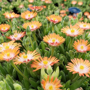 Delosperma JOB Topaz has orange and white flowers