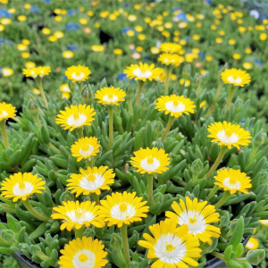 Delosperma JOB Periot has yellow and white flowers