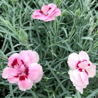Dianthus Angel of Virture has dark and light pink flowers