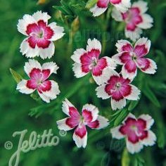 Dianthus deltoides ‘Arctic Fire’ (Maiden Pink)