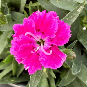 Dianthus Bumbleberry Pie has pink flowers
