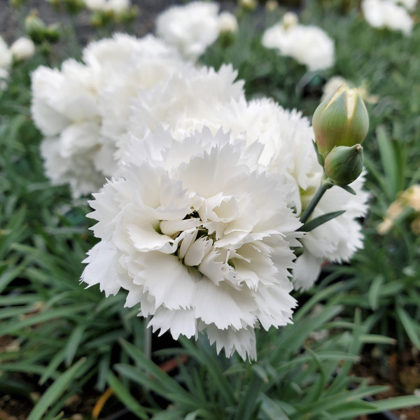 Dianthus Early Bird Frosty (Pinks) PP#23,894 - Image 2